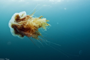 icelandic jellyfish by Mathieu Foulquié 